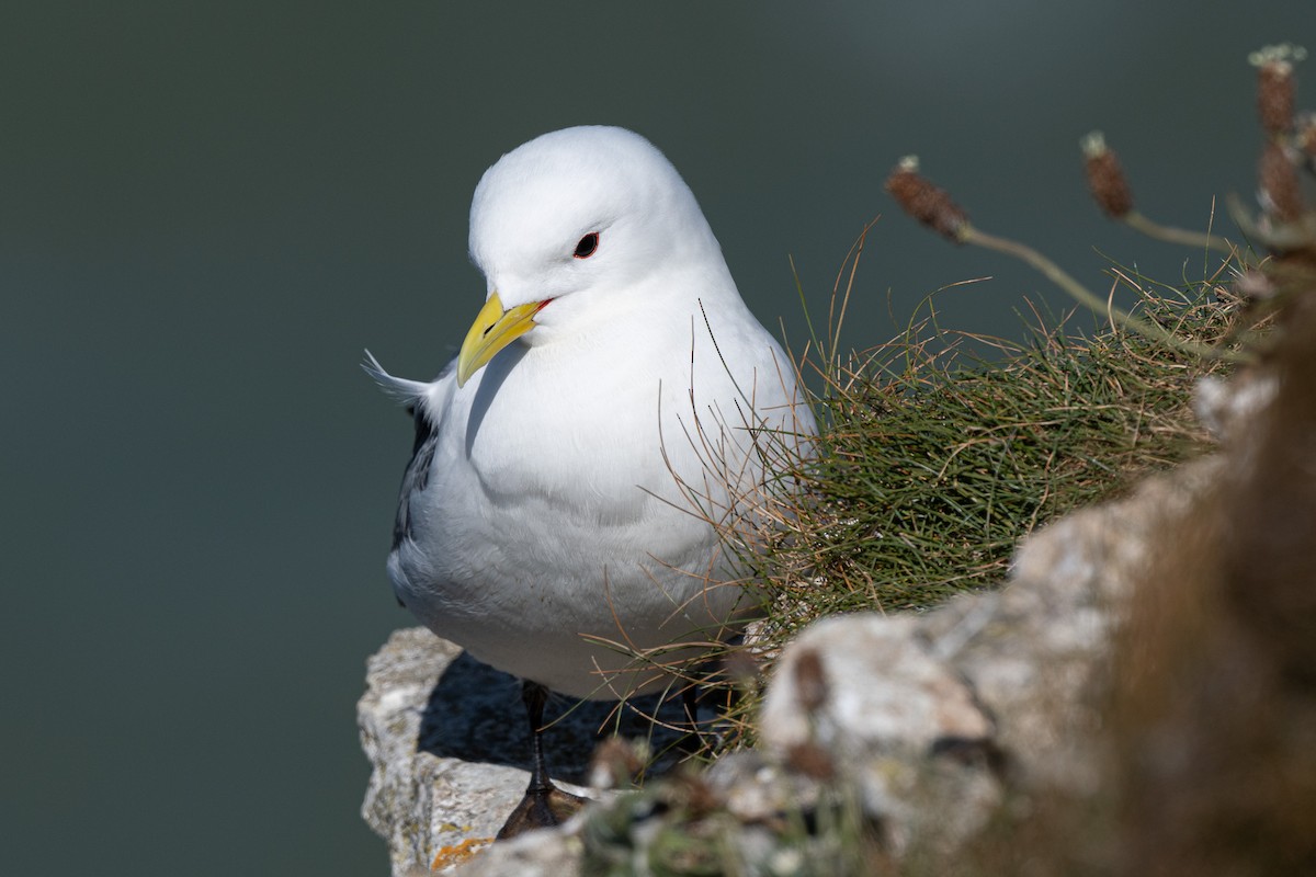 Black-legged Kittiwake - ML636775947