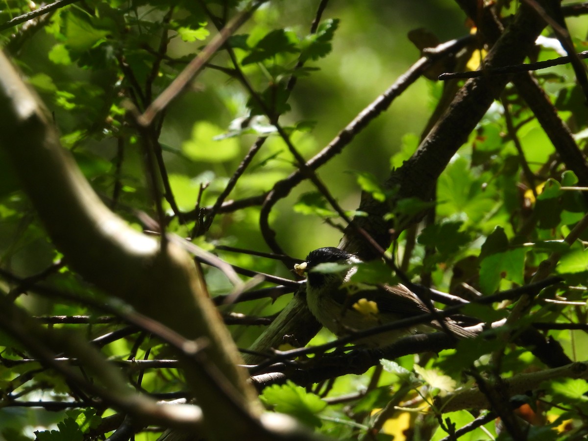 Marsh Tit - ML636776026