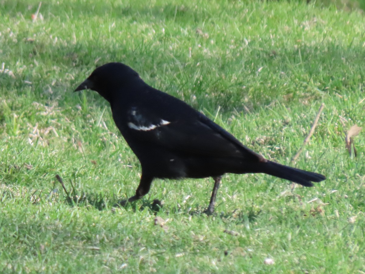 Tricolored Blackbird - ML636776037