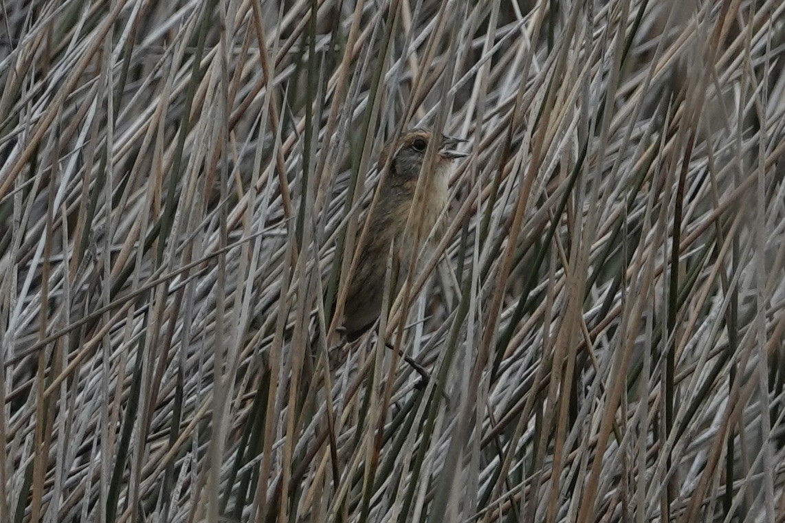Nelson's Sparrow - ML636776060