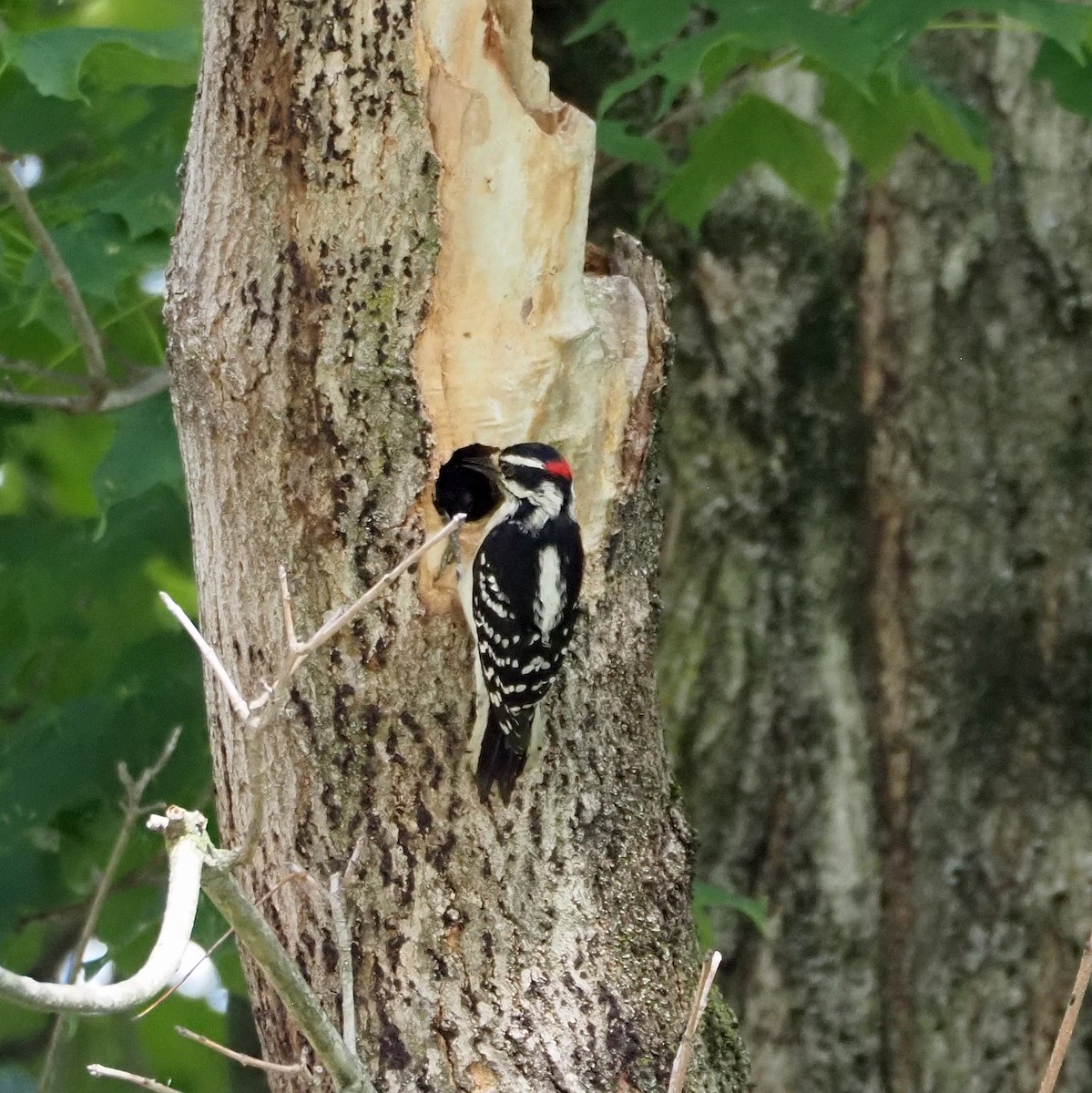 Downy Woodpecker (Eastern) - ML636776091