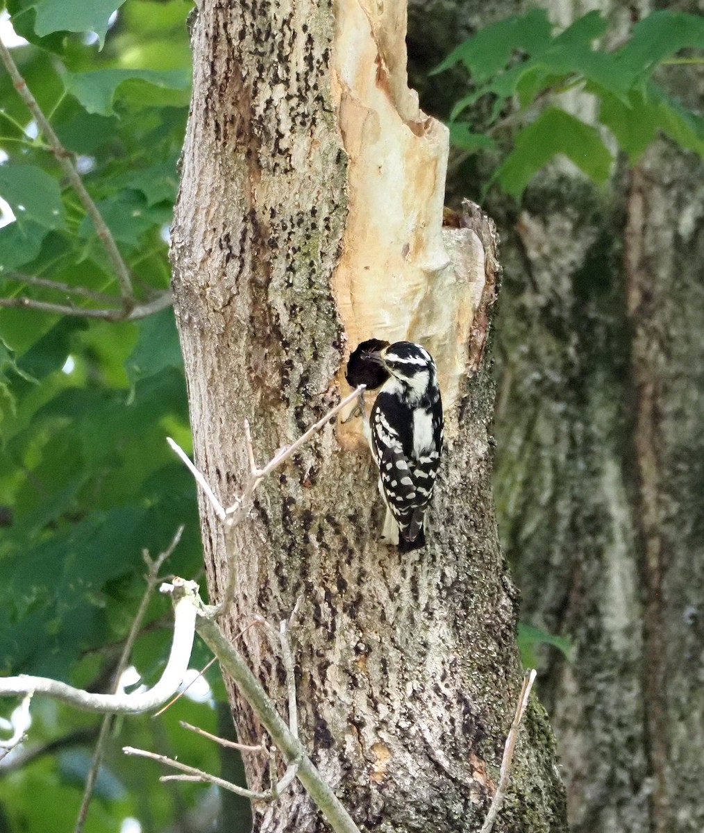 Downy Woodpecker (Eastern) - ML636776092