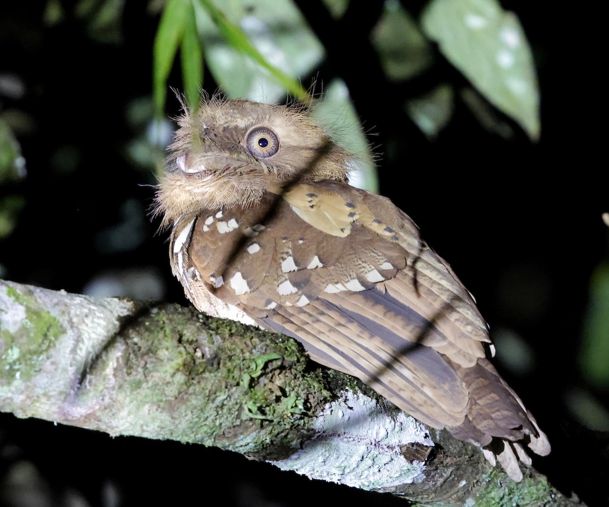 Philippine Frogmouth - ML636776108