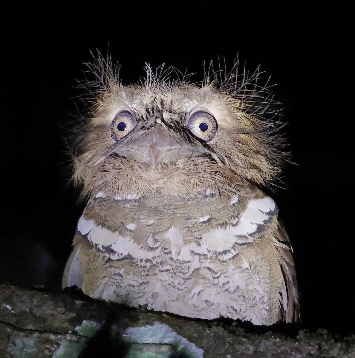 Philippine Frogmouth - ML636776109