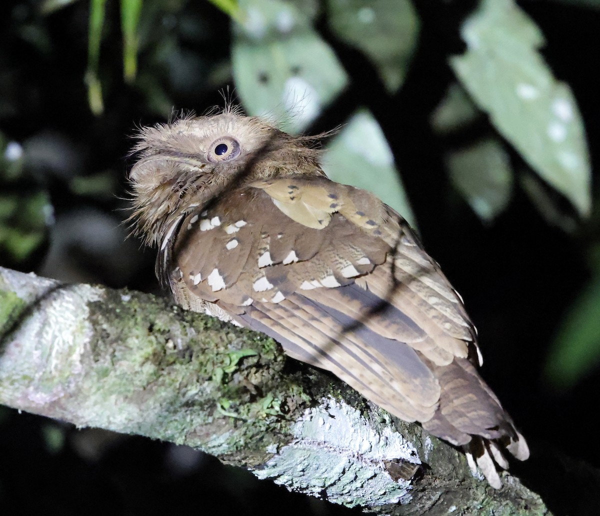 Philippine Frogmouth - ML636776110