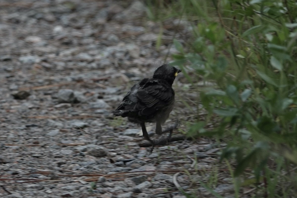 Boat-tailed Grackle - ML636776123