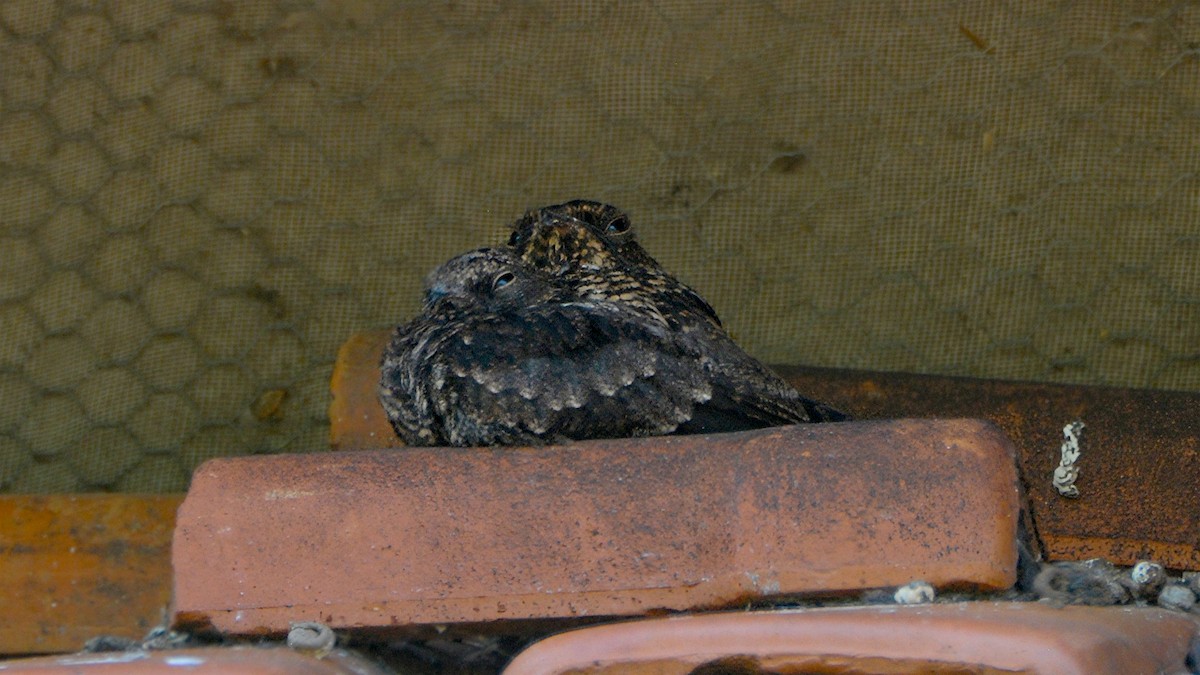 Blackish Nightjar - ML636776124