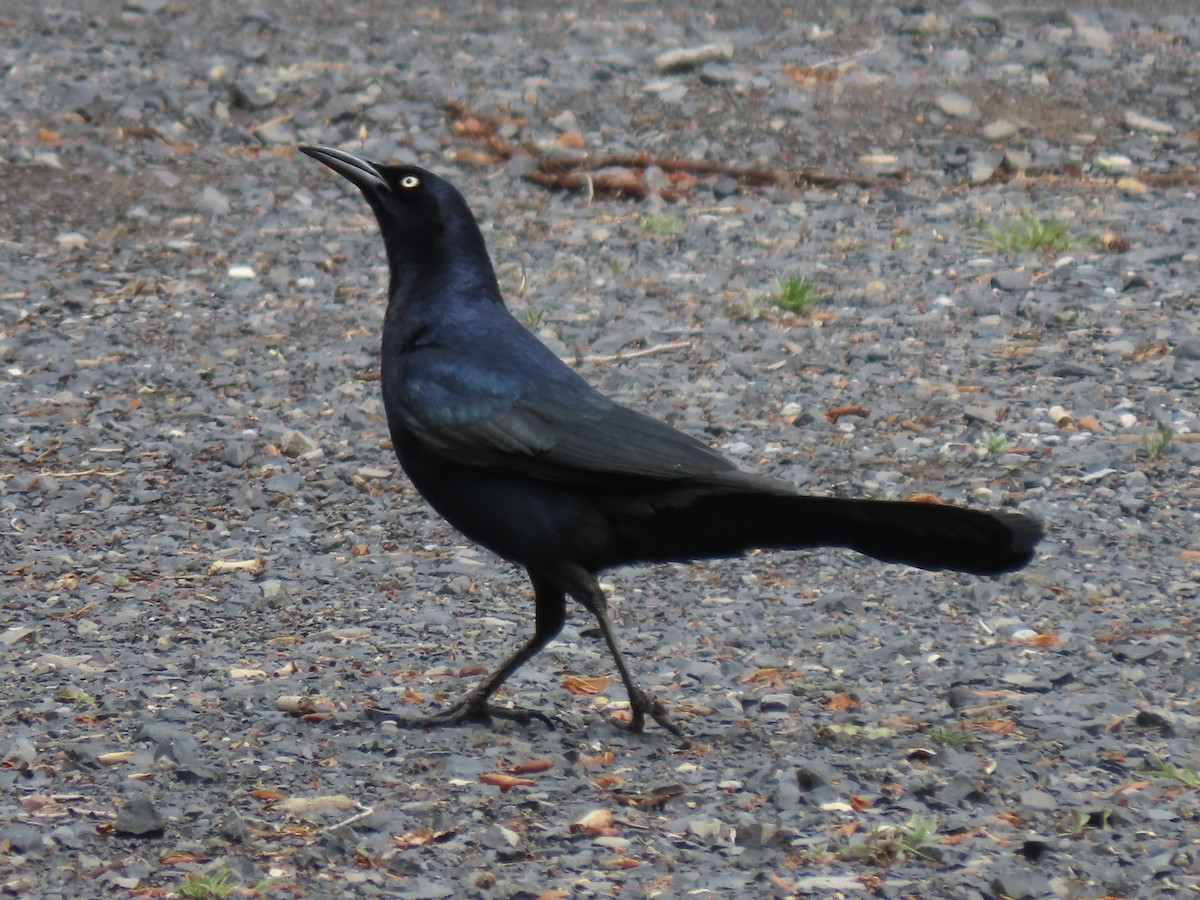 Great-tailed Grackle - ML636776137