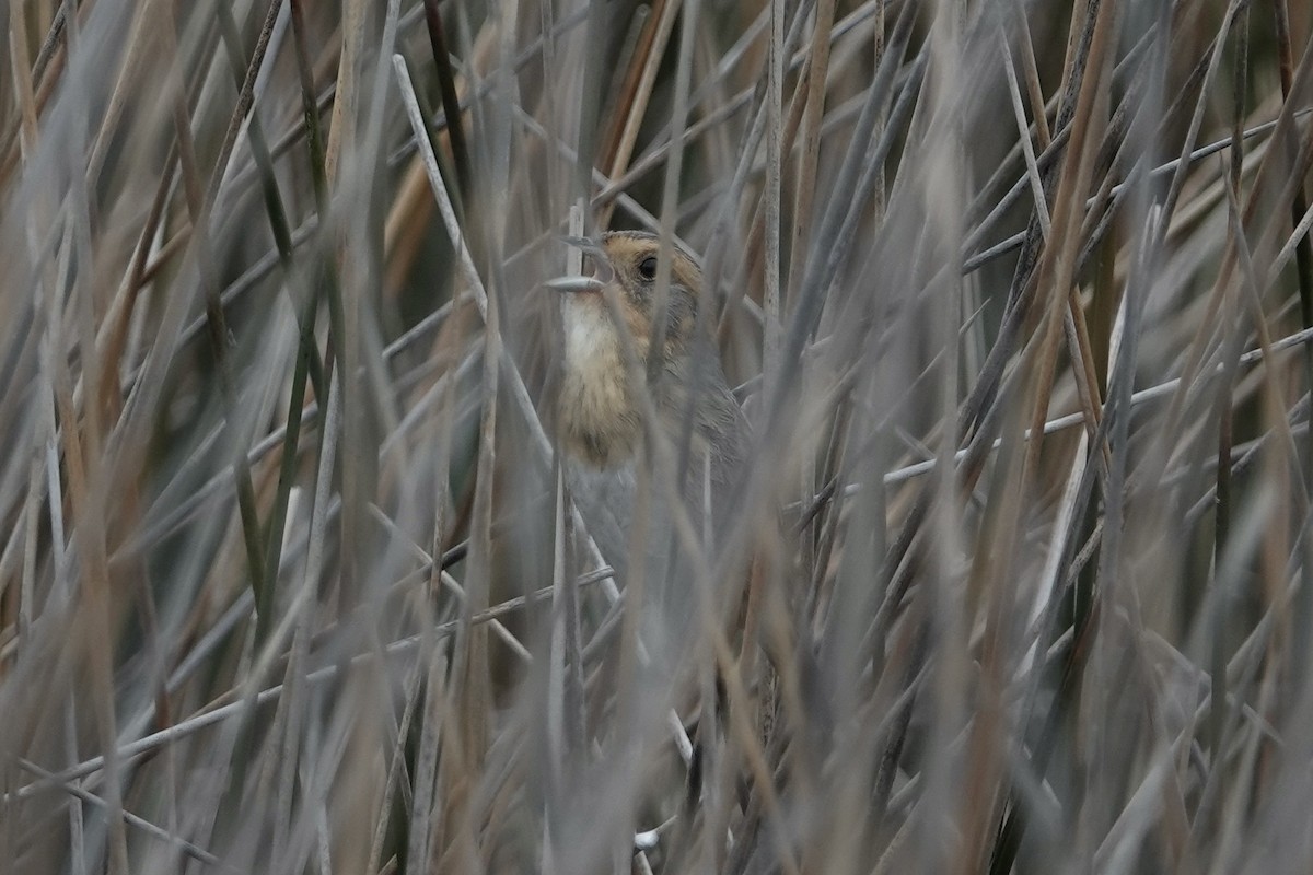 Nelson's Sparrow - ML636776177