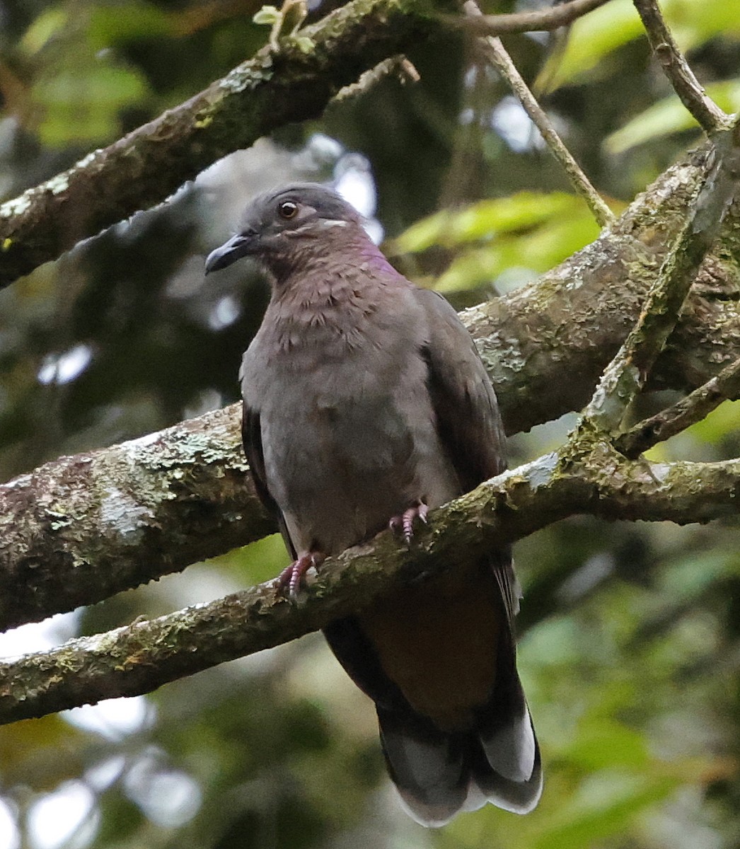 Amethyst Brown-Dove - ML636776201