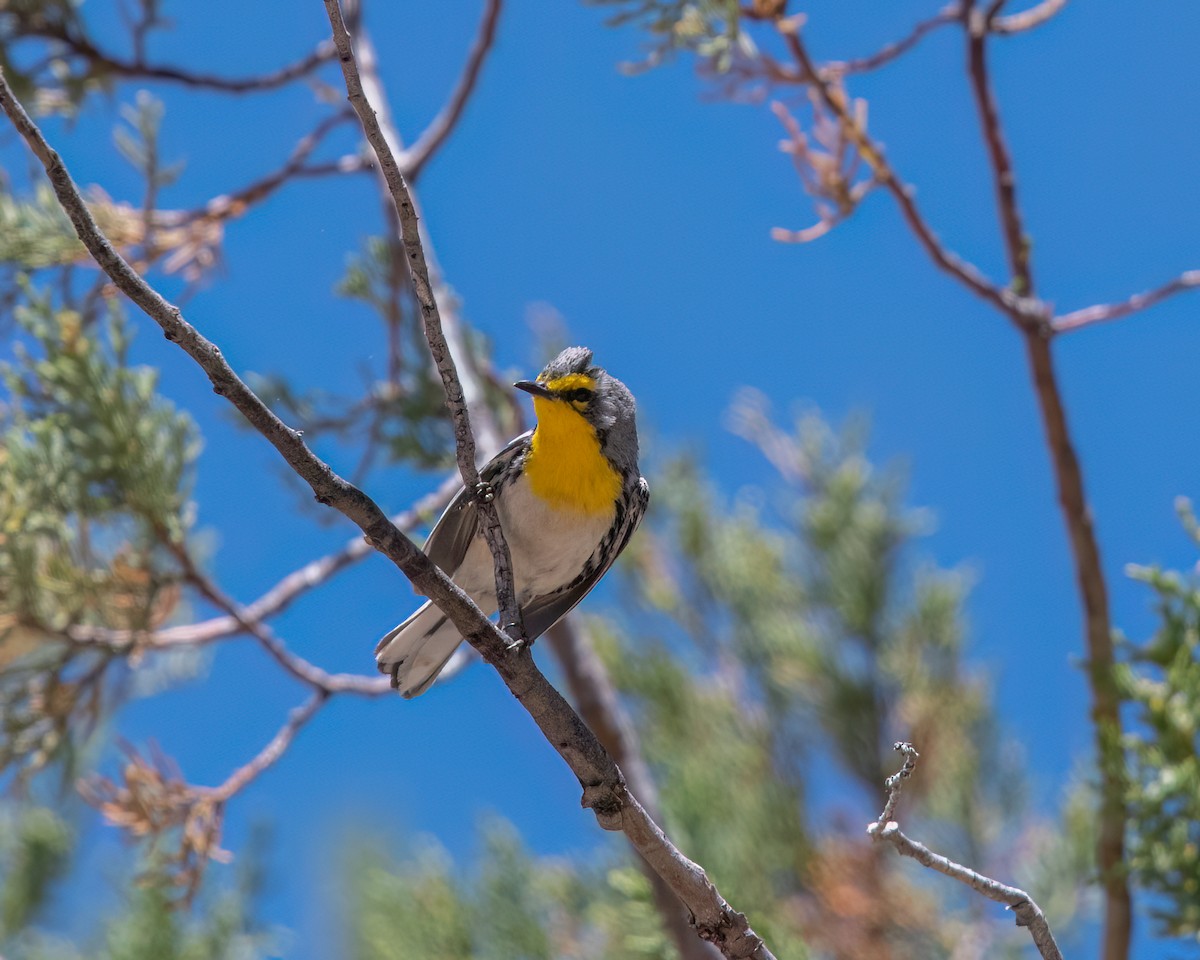 Grace's Warbler - ML636776203