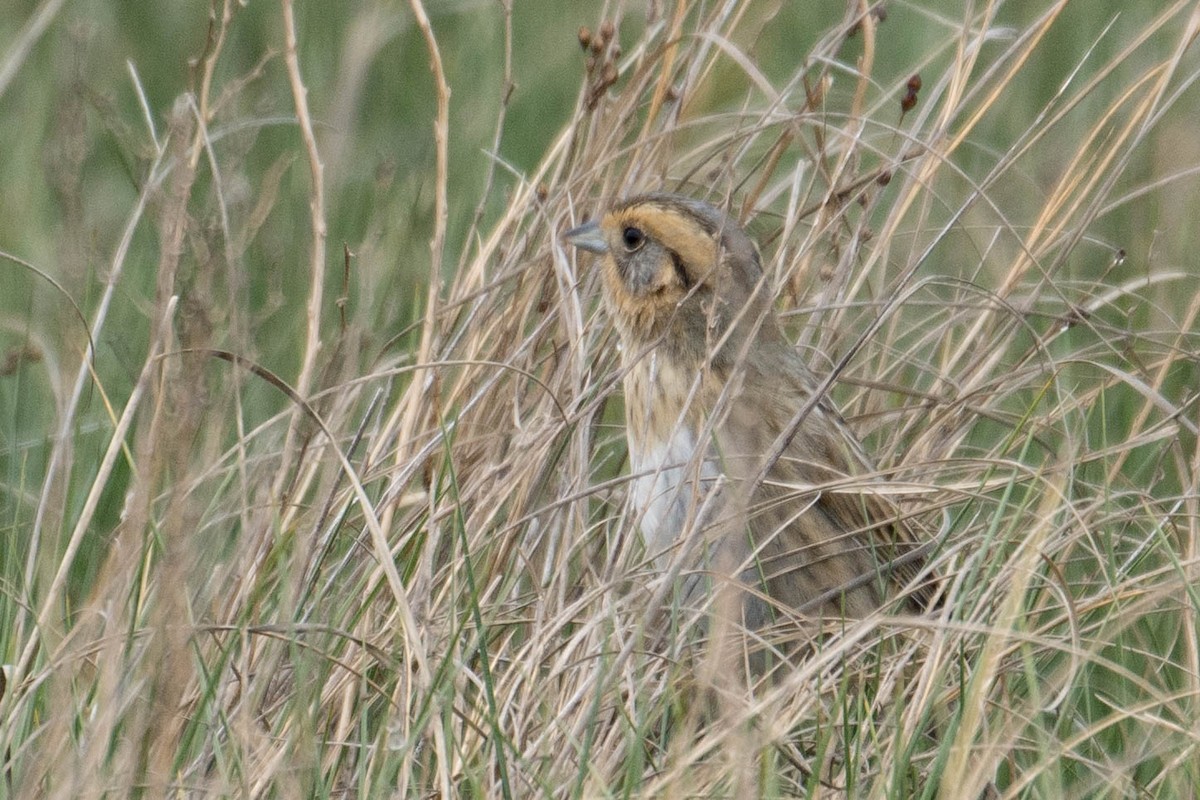 Nelson's Sparrow - ML636776240
