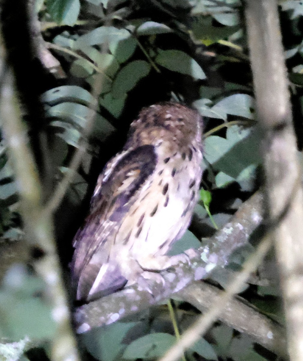 Giant Scops-Owl - ML636776291