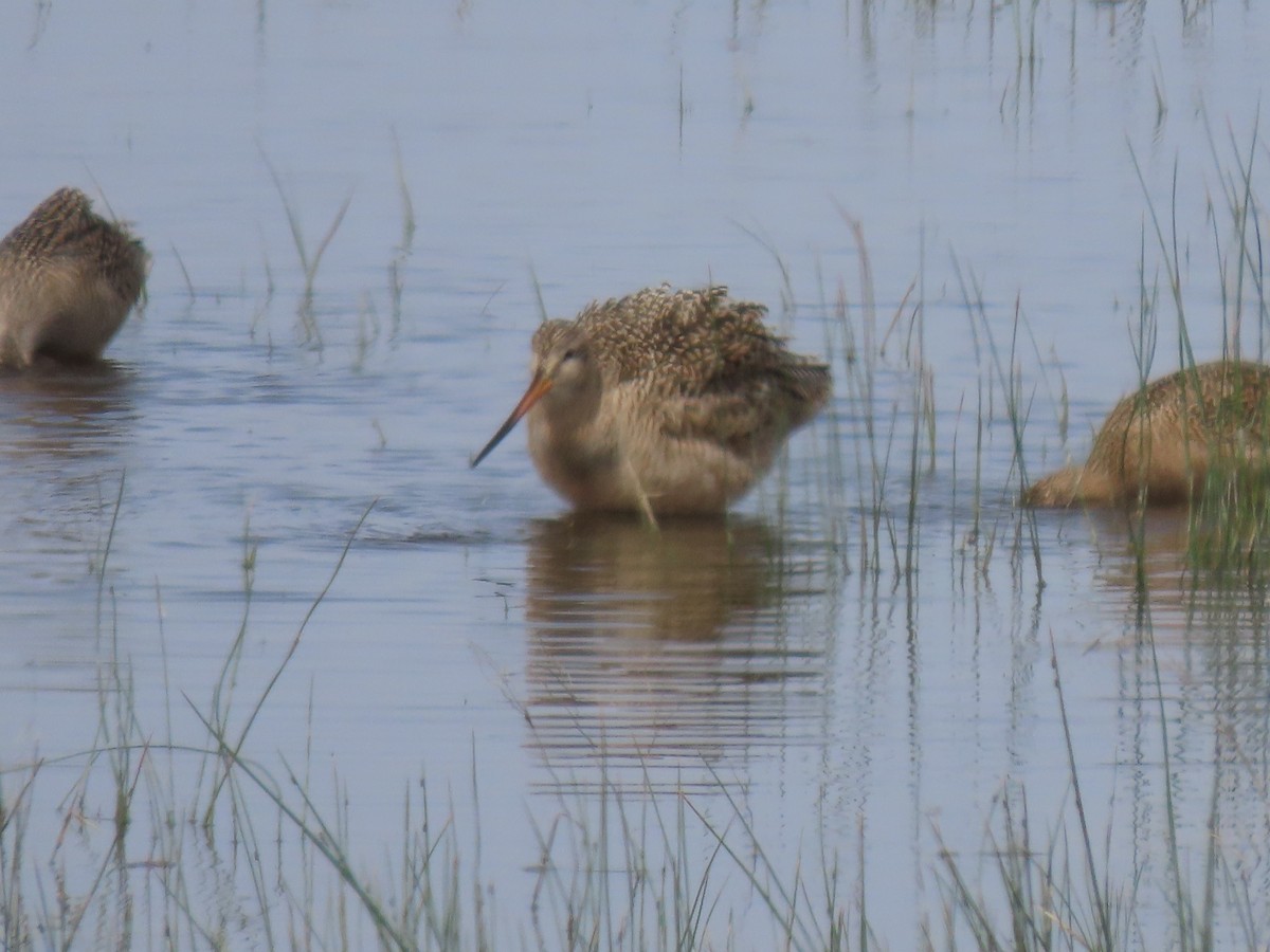 Marbled Godwit - ML636776301
