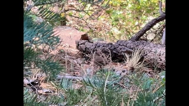Hermit Thrush - ML636776343
