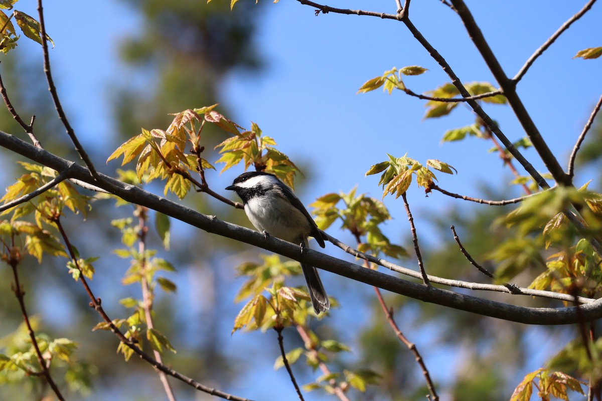 Black-capped Chickadee - ML636776389