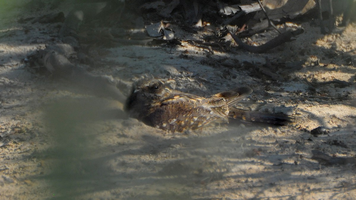 Ladder-tailed Nightjar - ML636776394