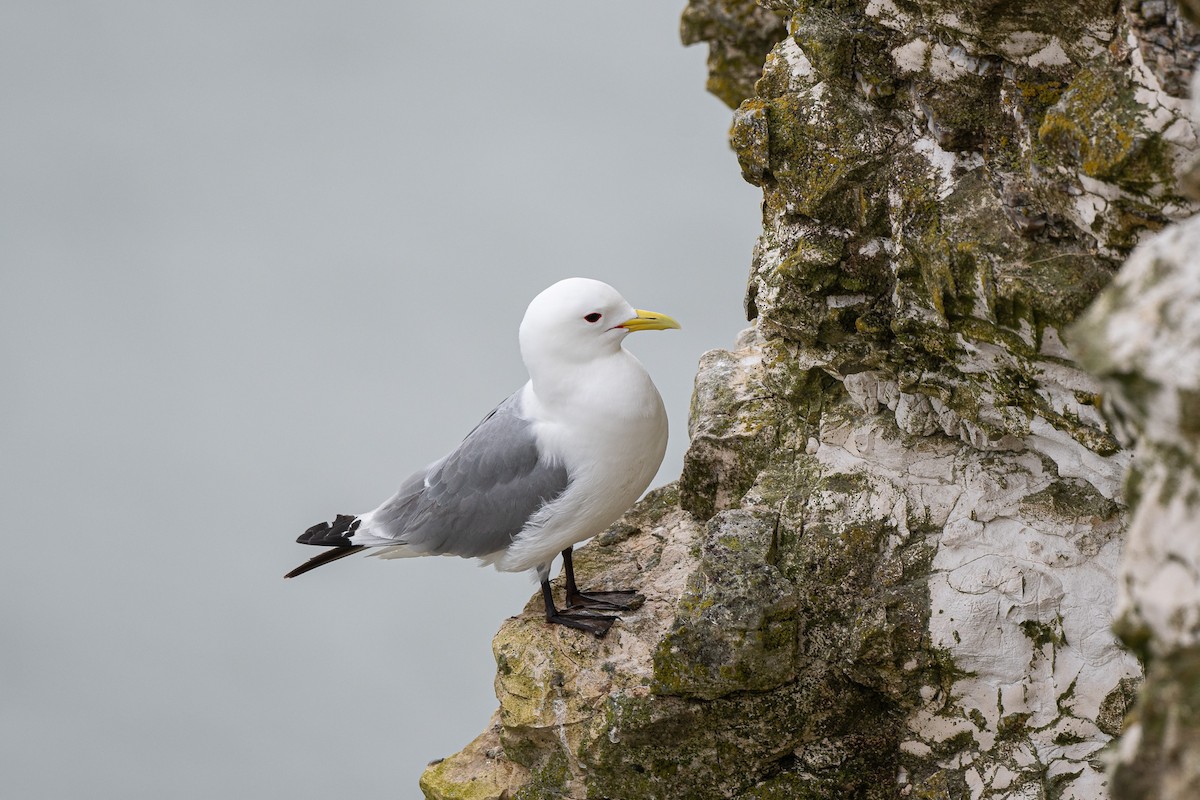 Black-legged Kittiwake - ML636776398