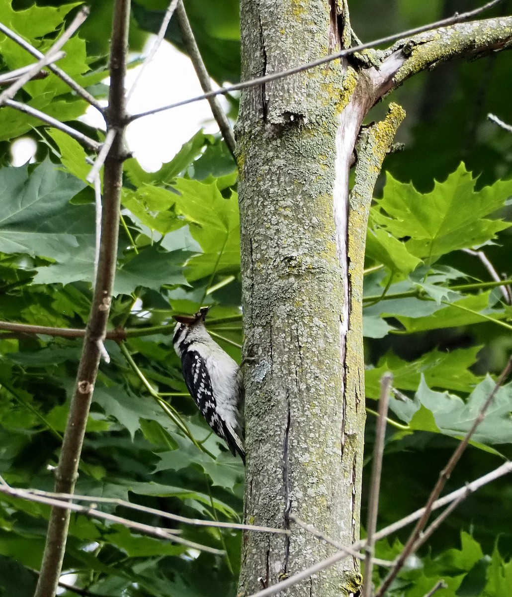 Downy Woodpecker (Eastern) - ML636776407