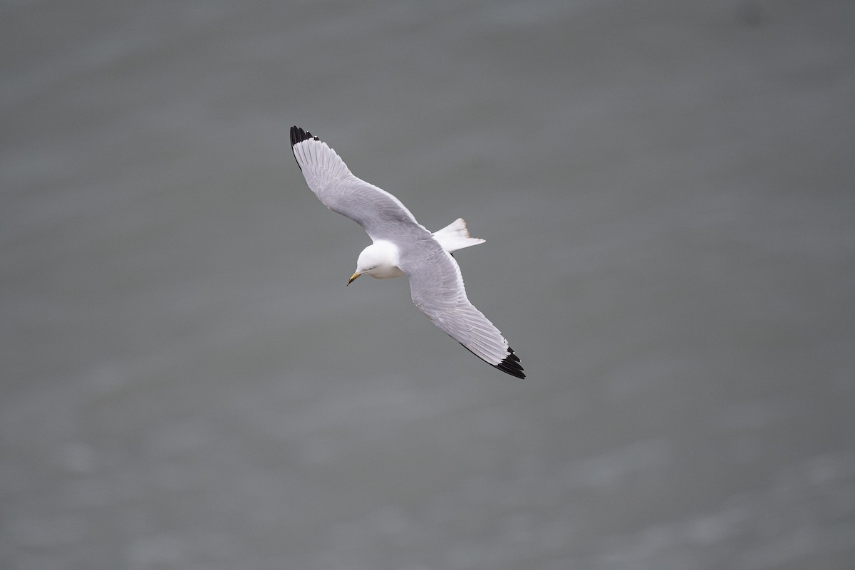 Black-legged Kittiwake - ML636776447