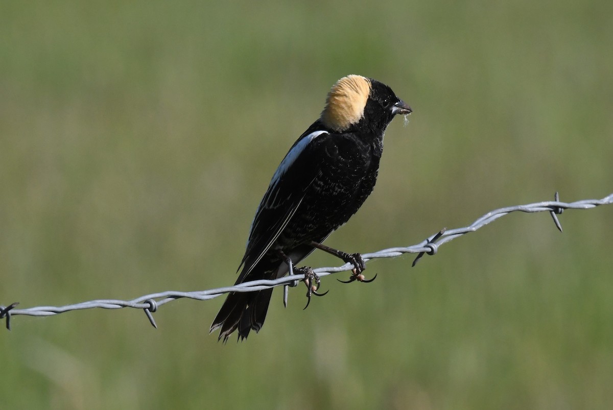 Bobolink - ML636776521