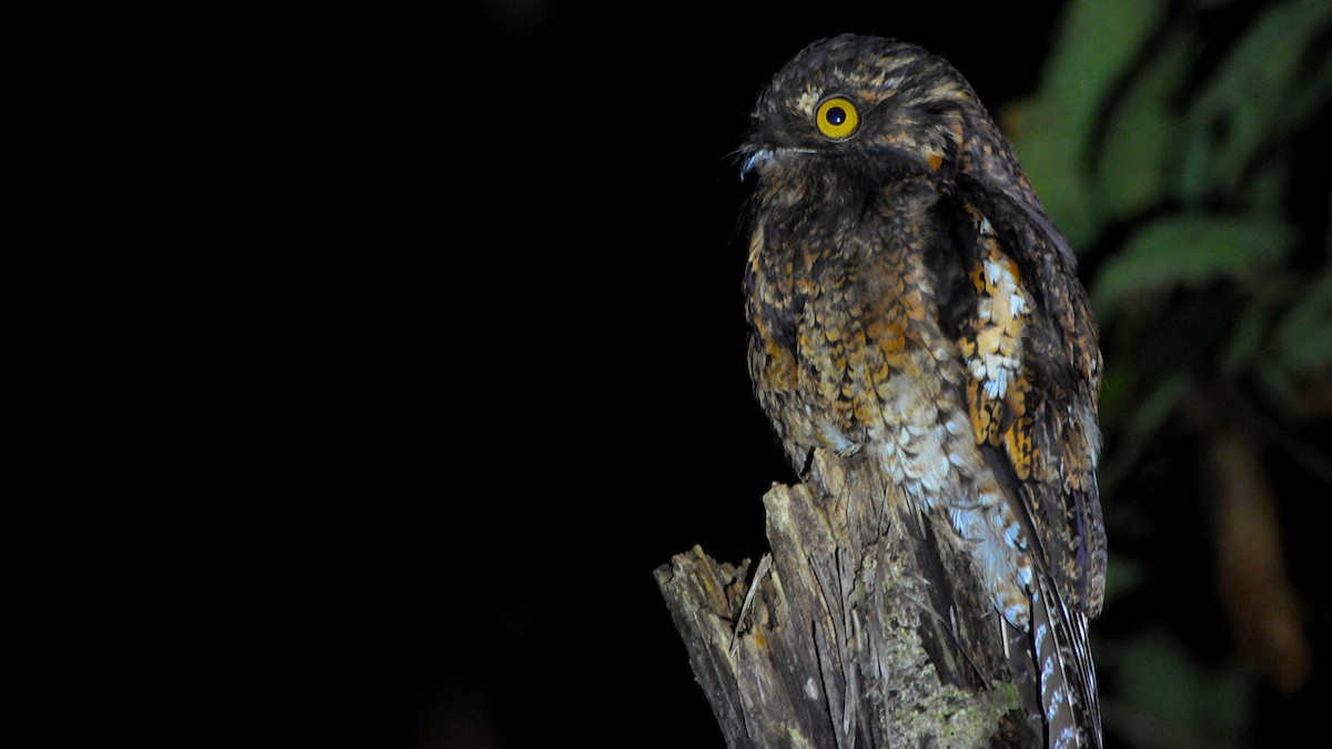 Andean Potoo - ML636776525