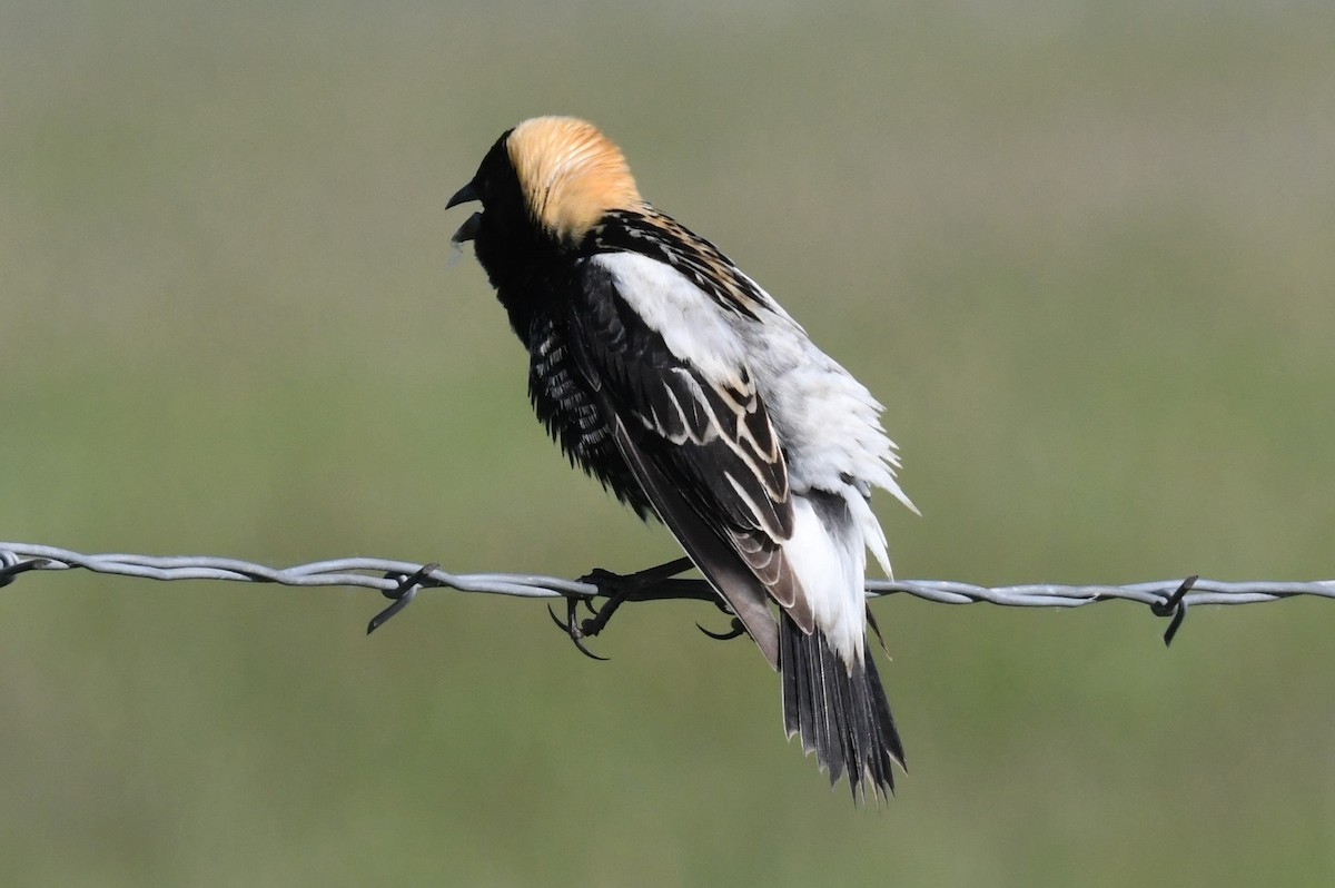 Bobolink - ML636776542