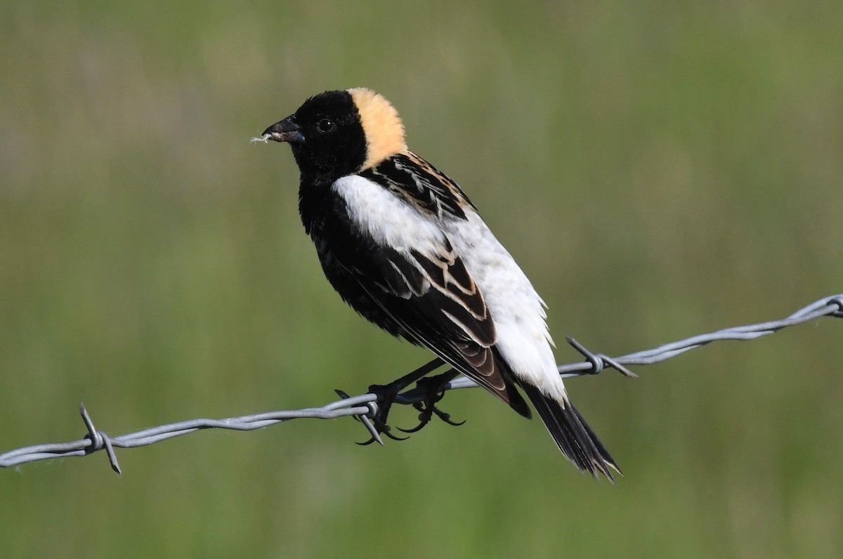Bobolink - ML636776557
