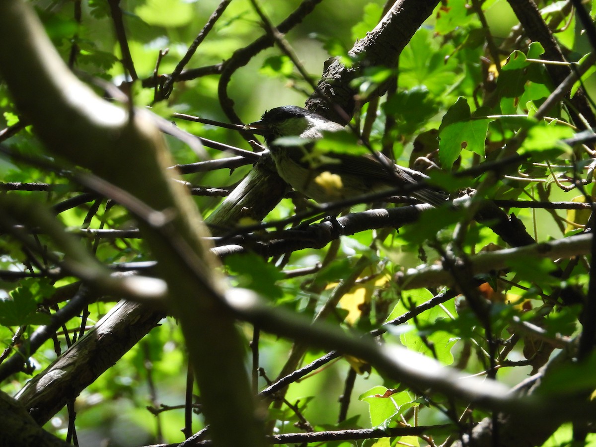 Marsh Tit - ML636776564