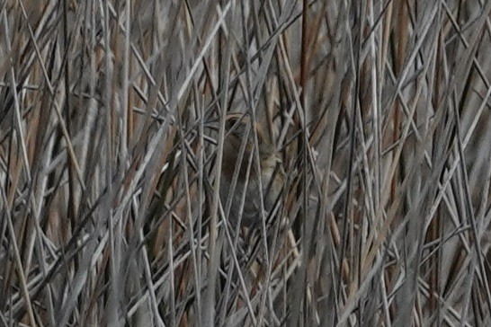 Nelson's Sparrow - ML636776620