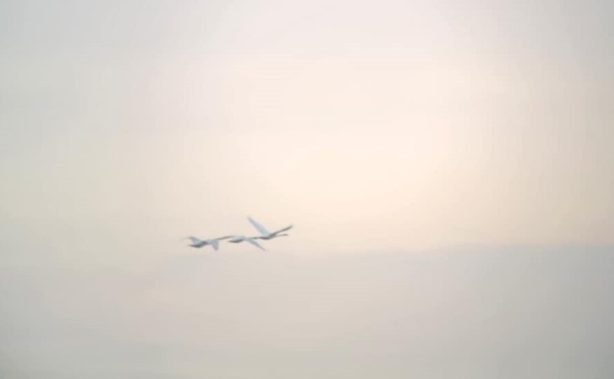 Trumpeter Swan - ML636776623