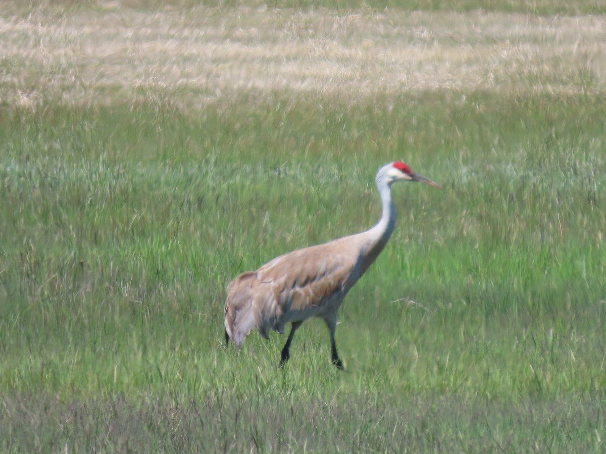 Sandhill Crane - ML636776625