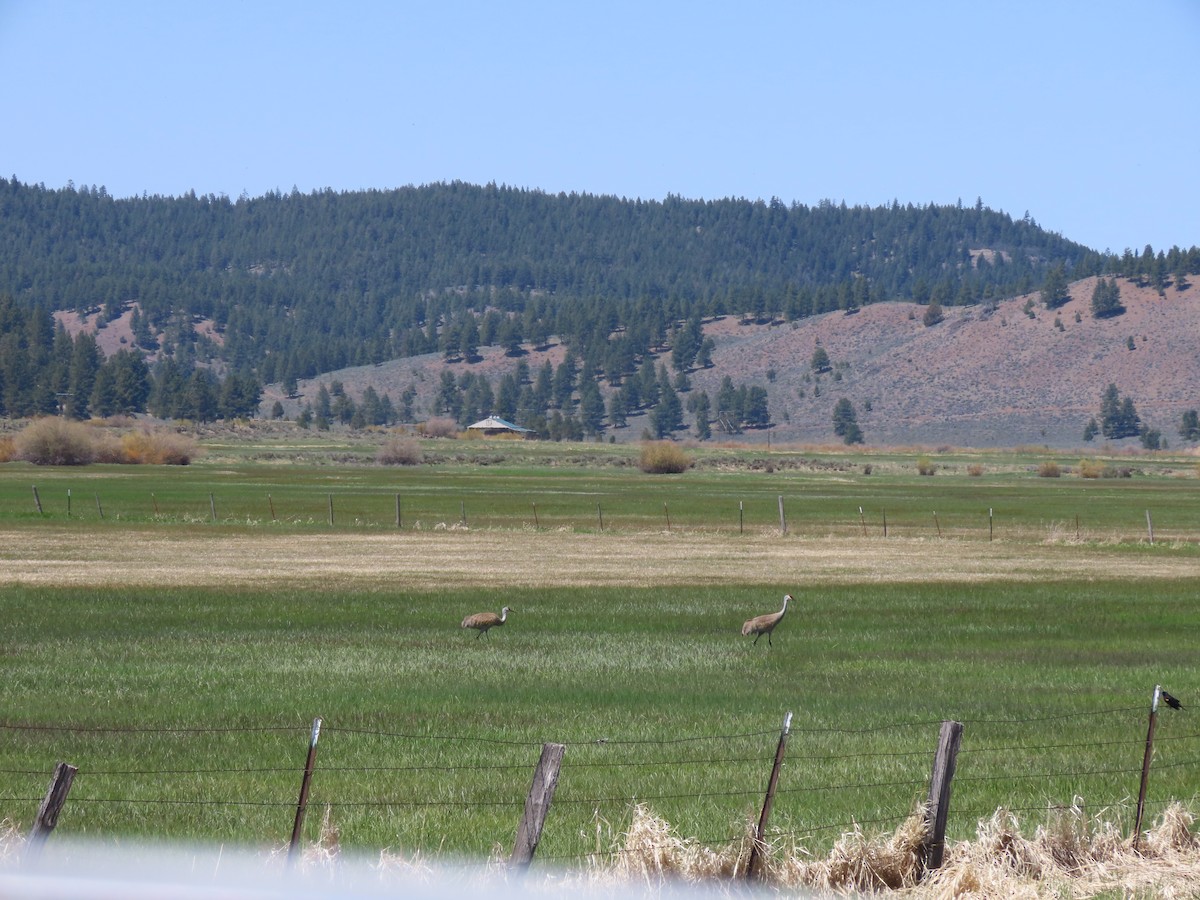 Sandhill Crane - ML636776650