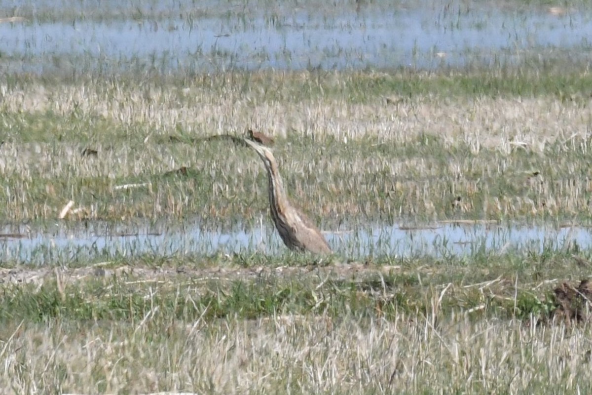 American Bittern - ML636776675