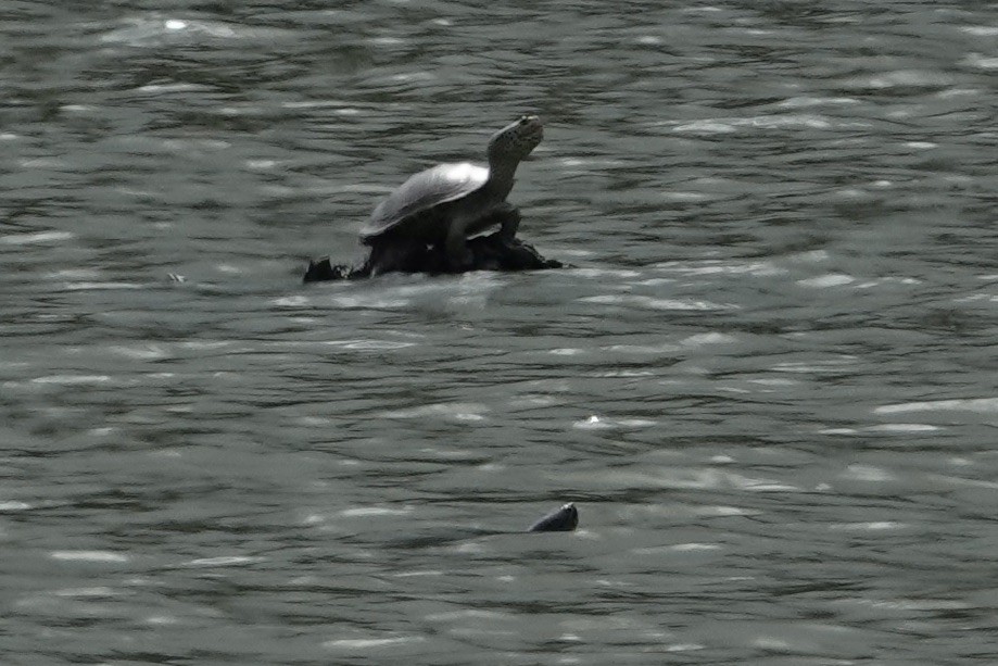 Diamondback Terrapin - ML636776704