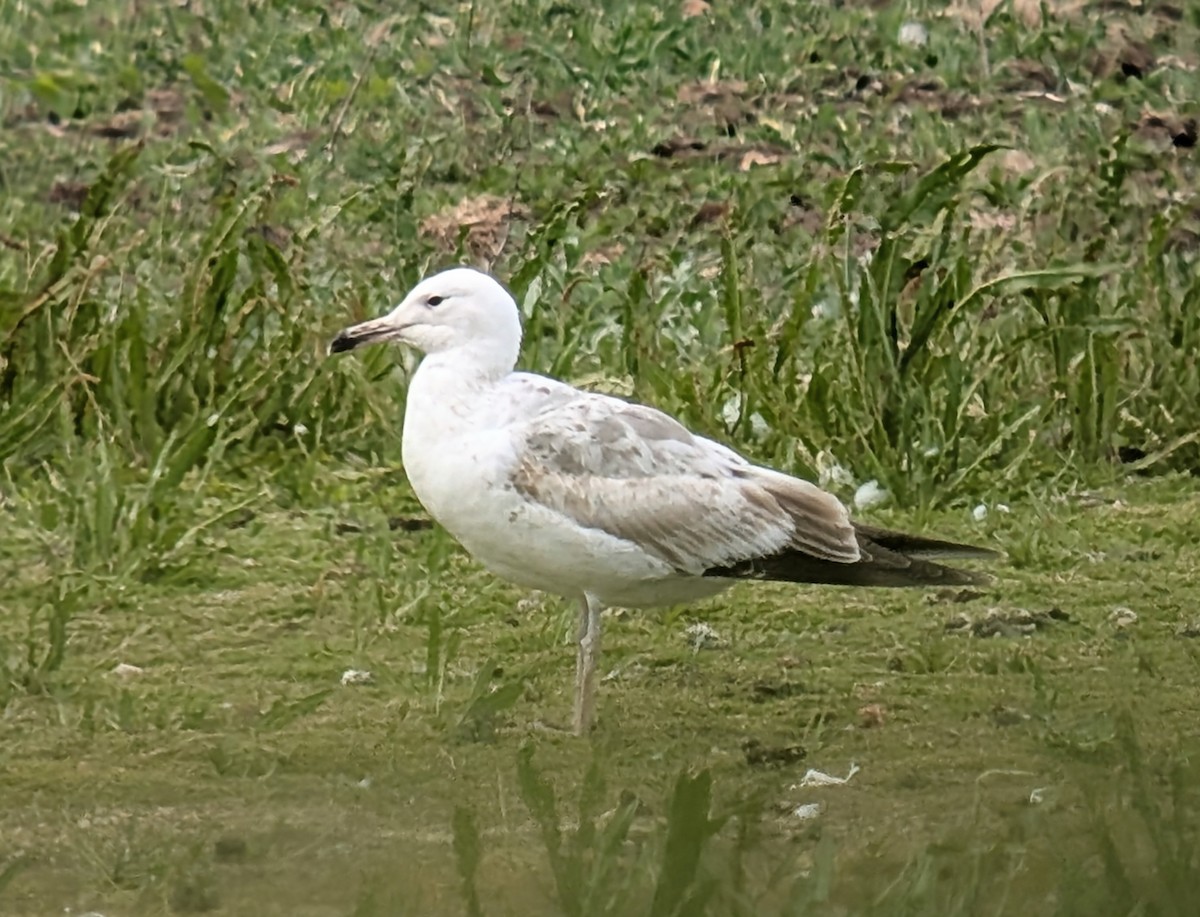 Caspian Gull - ML636776717