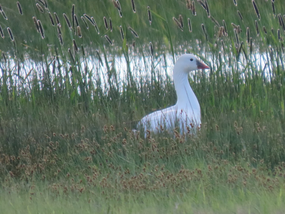 Ross's Goose - ML636776737