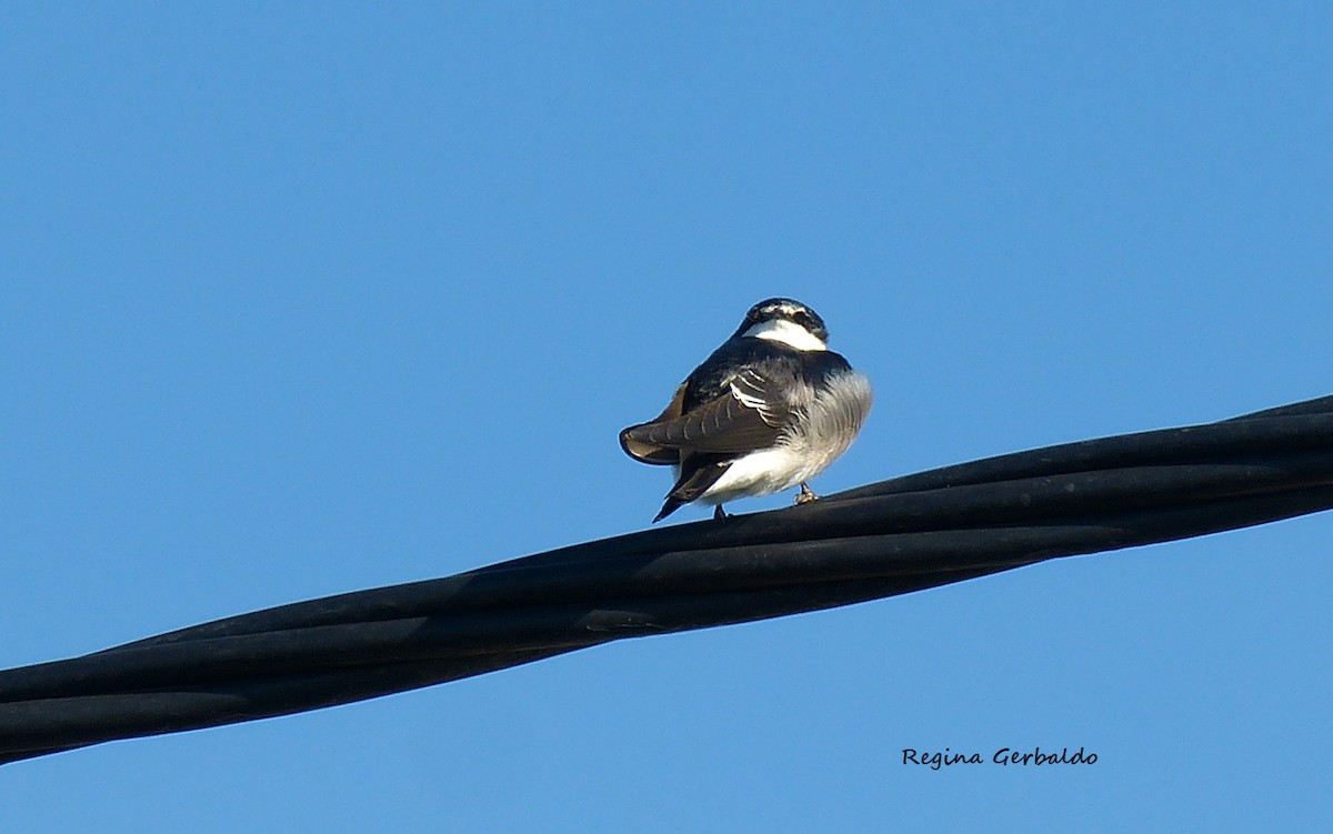 White-rumped Swallow - ML636776770