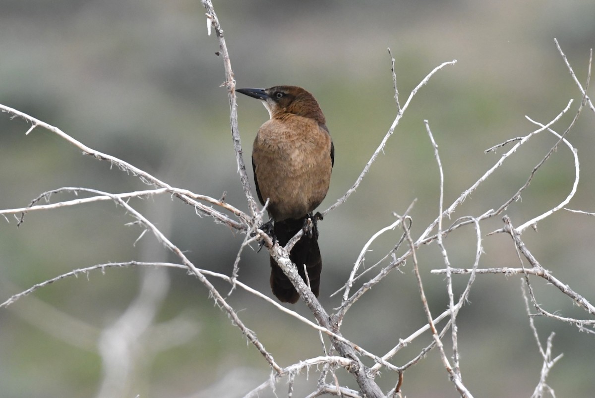 Great-tailed Grackle - ML636776813