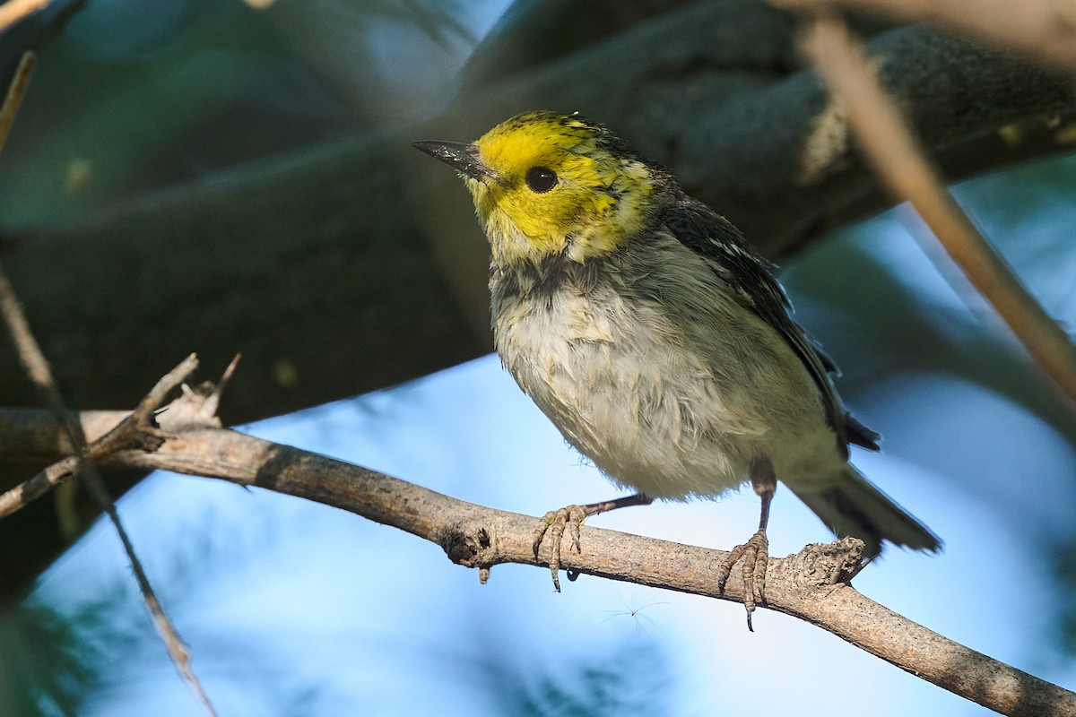 Hermit Warbler - ML636776817