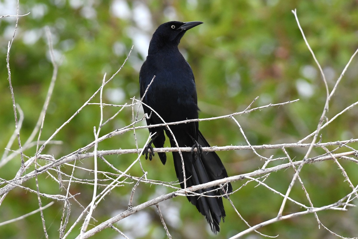 Great-tailed Grackle - ML636776831