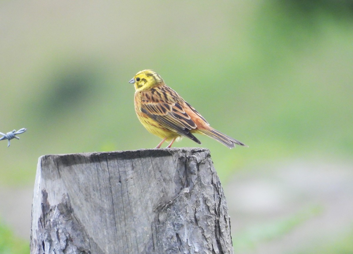 Yellowhammer - ML636776927