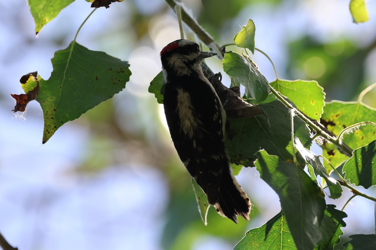 Downy Woodpecker - ML636776949