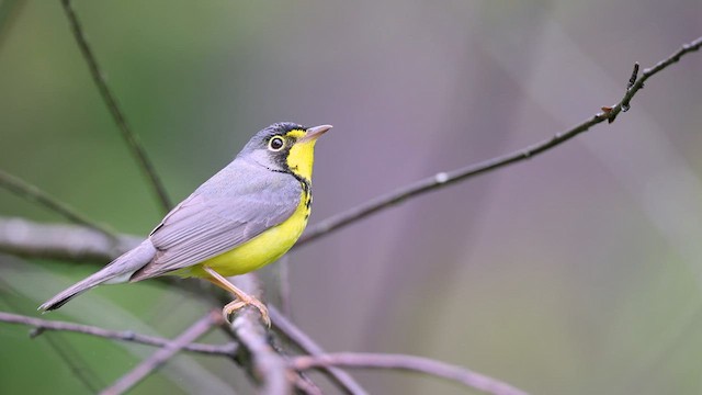 Kanadawaldsänger - ML636777008