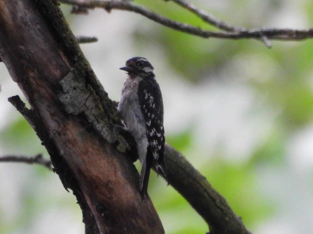 Downy Woodpecker - ML636777041