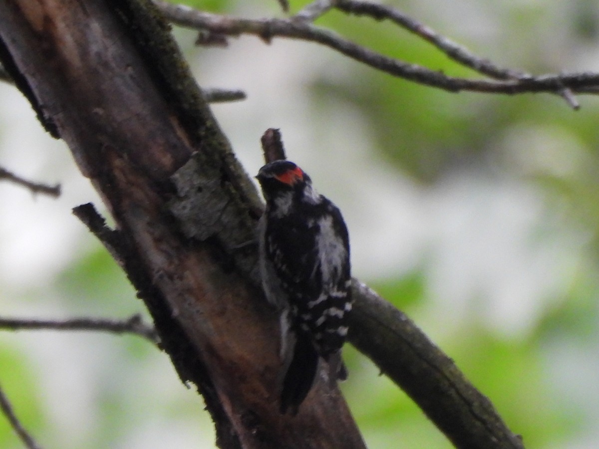 Downy Woodpecker - ML636777042
