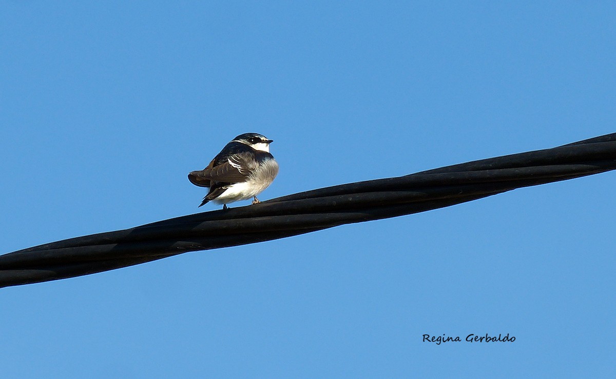 White-rumped Swallow - ML636777084
