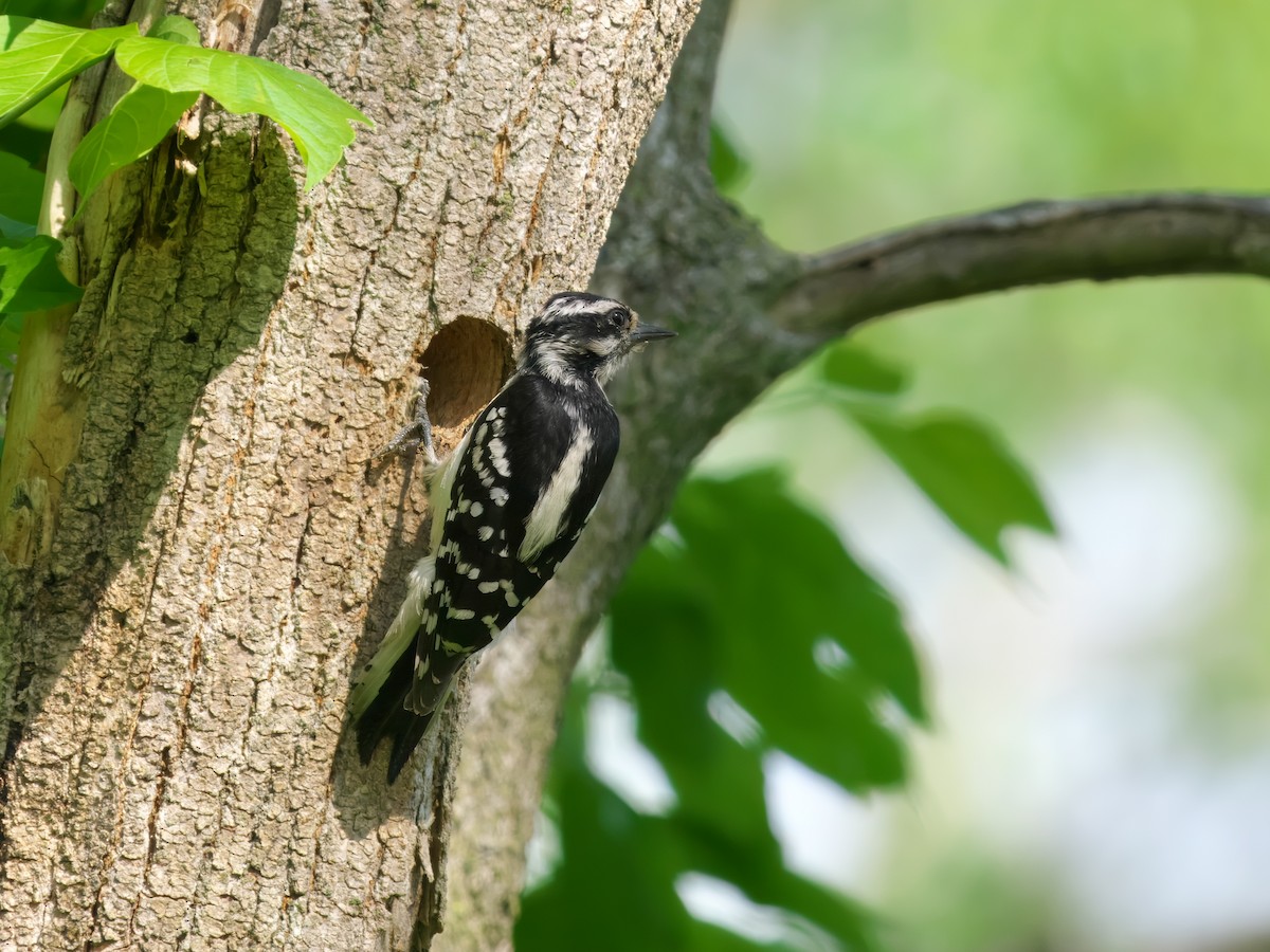 Downy Woodpecker - ML636777101