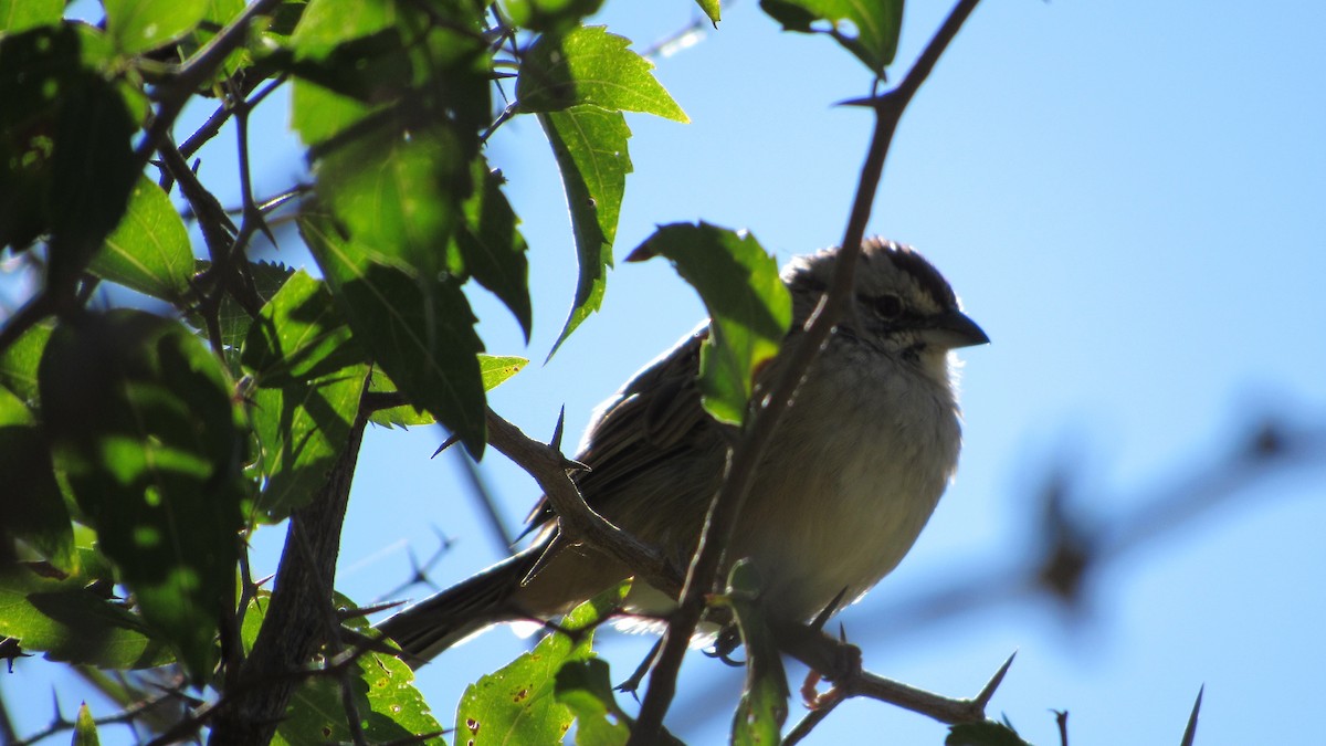 Chaco Sparrow - ML636777115