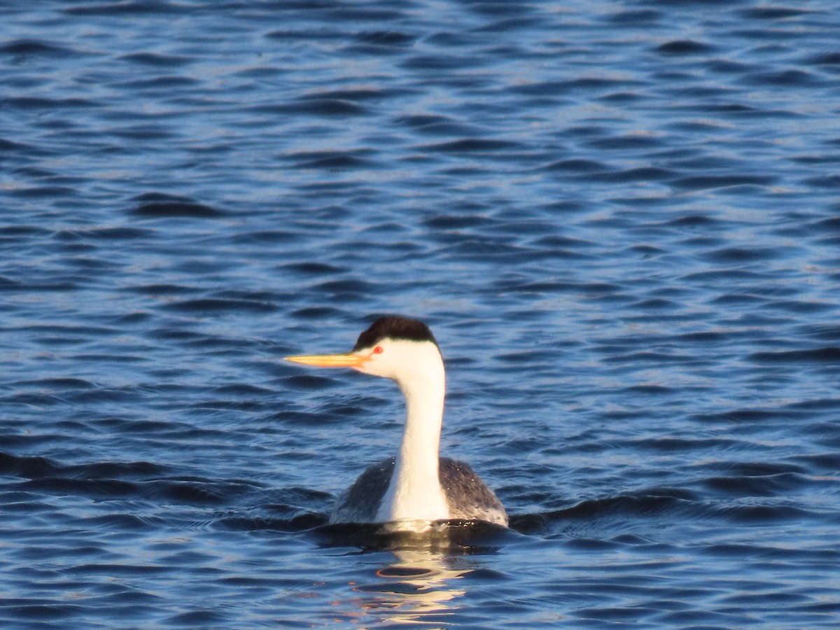 Clark's Grebe - ML636777156